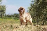 SETTER ANGLAIS 215